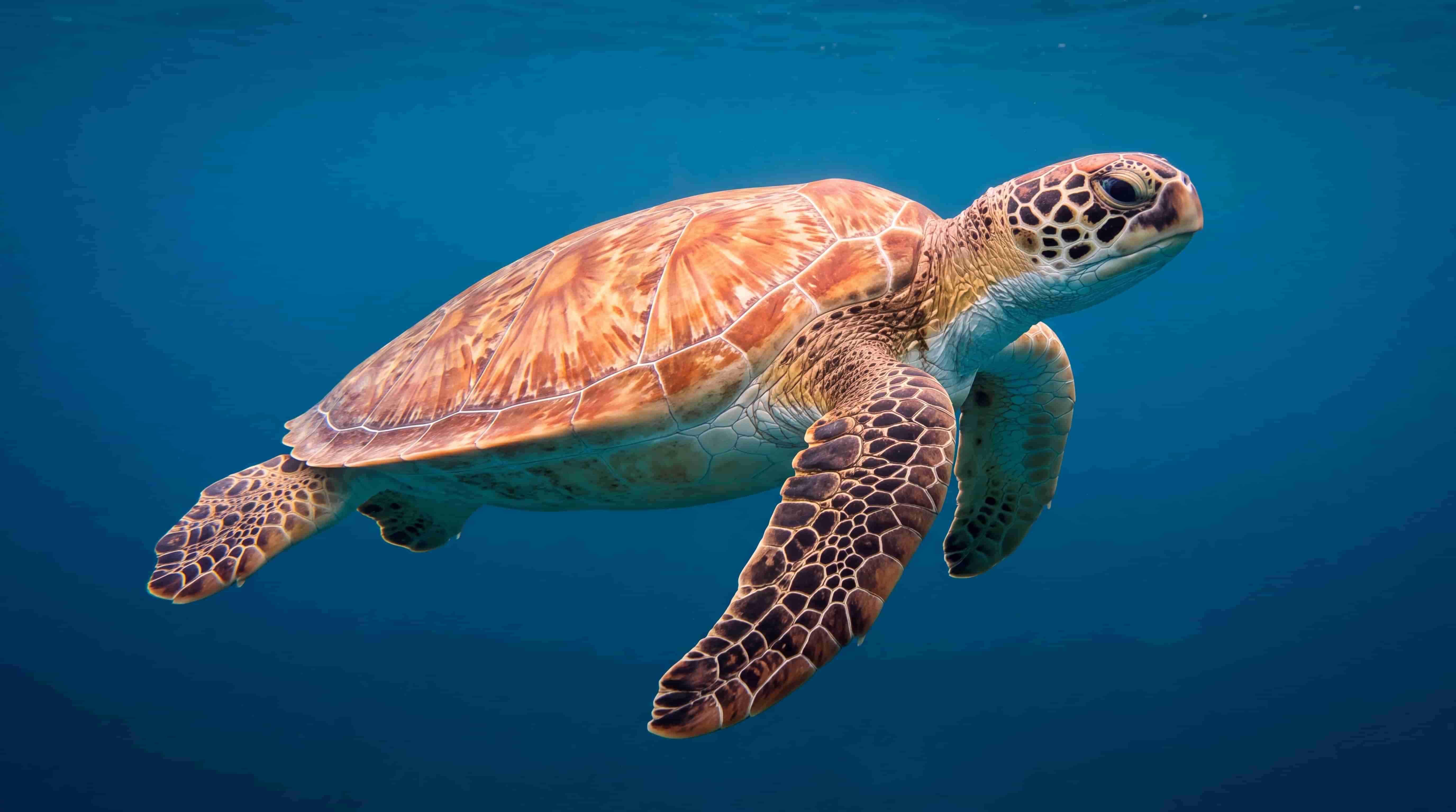 Green sea turtle