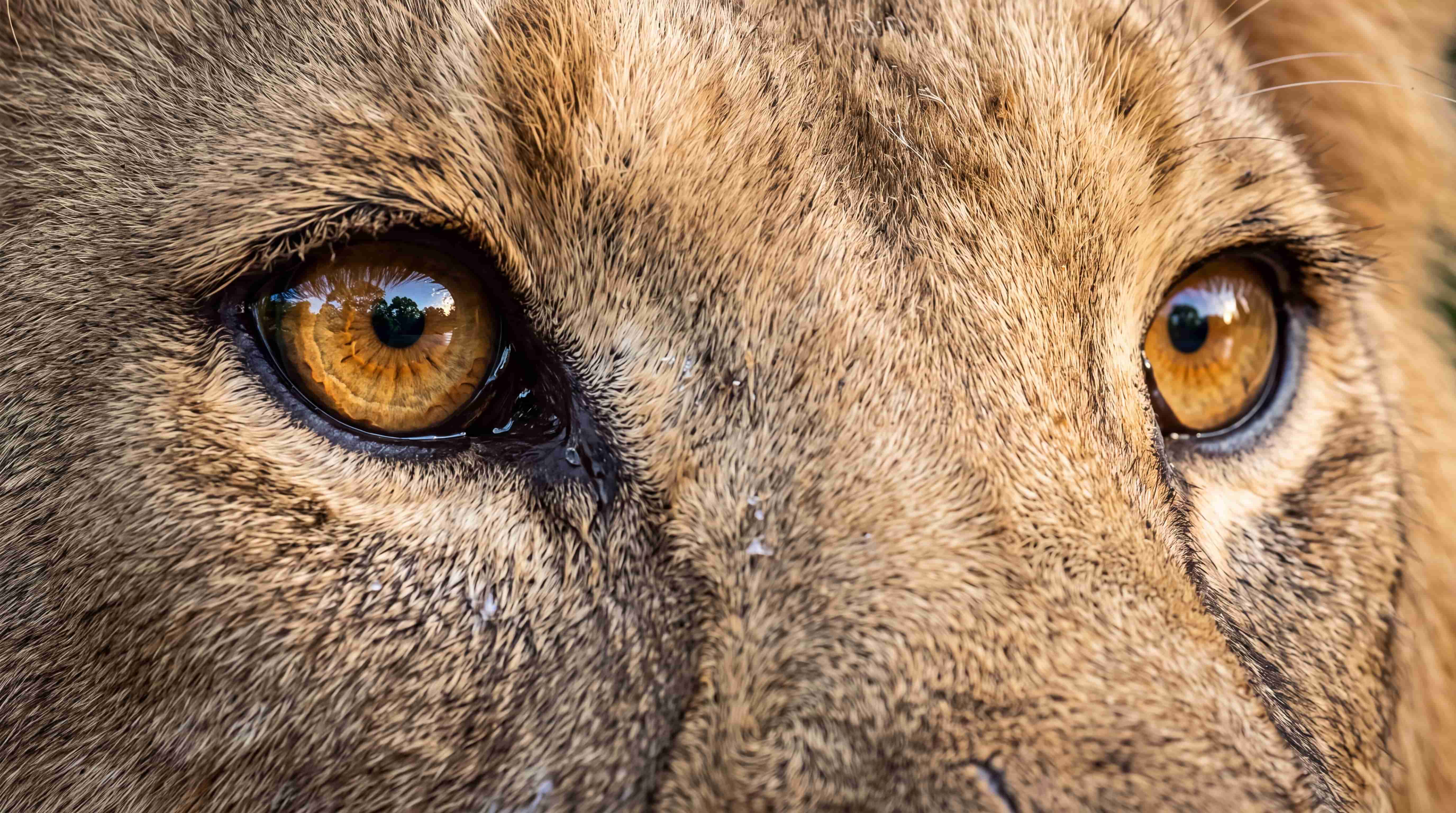 Lion eyes closeup look