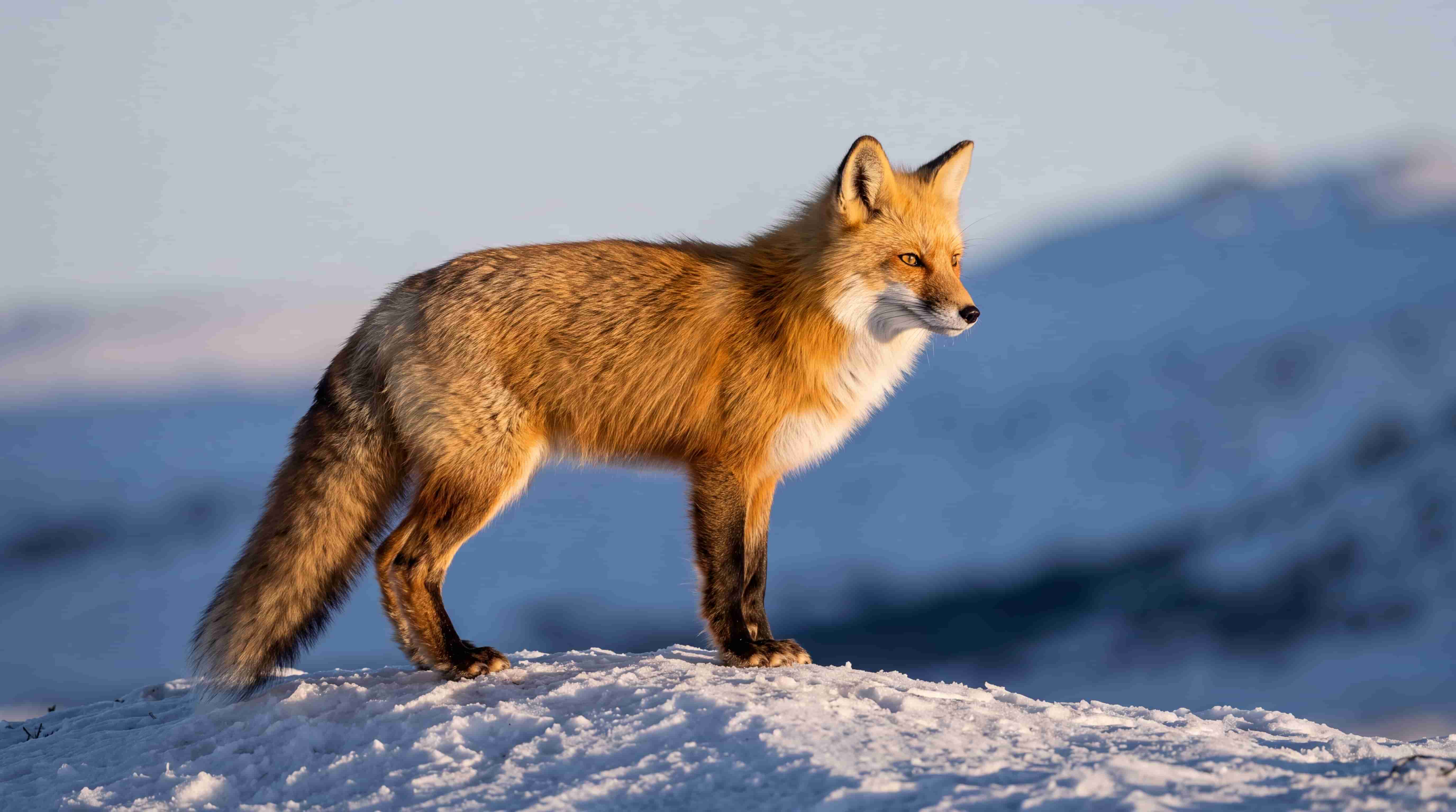 Solitary wild red fox